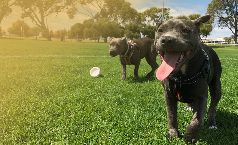 2 dogs at a dog park playing and running
